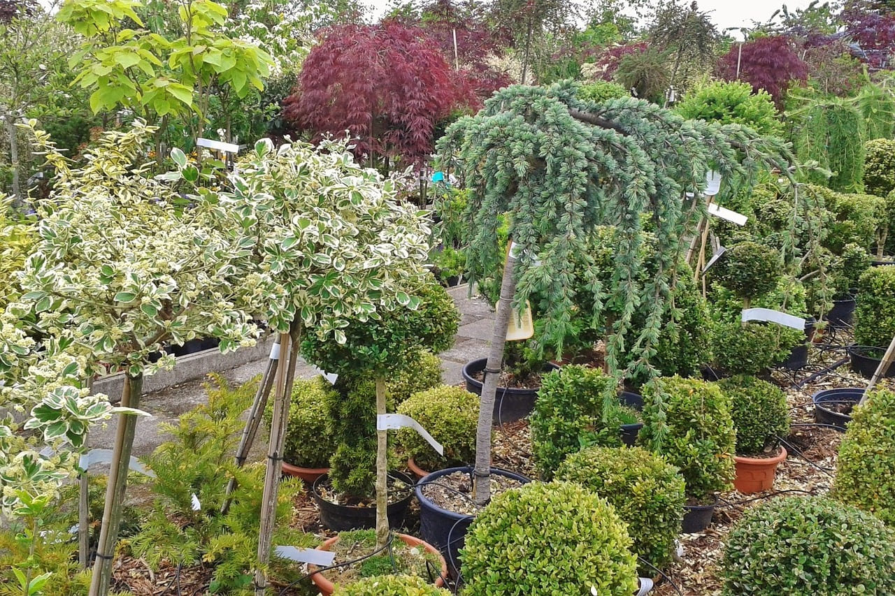 Photo de plantation d'arbres à Calais, Boulogne, Saint-Omer, Dunkerque et ses environs